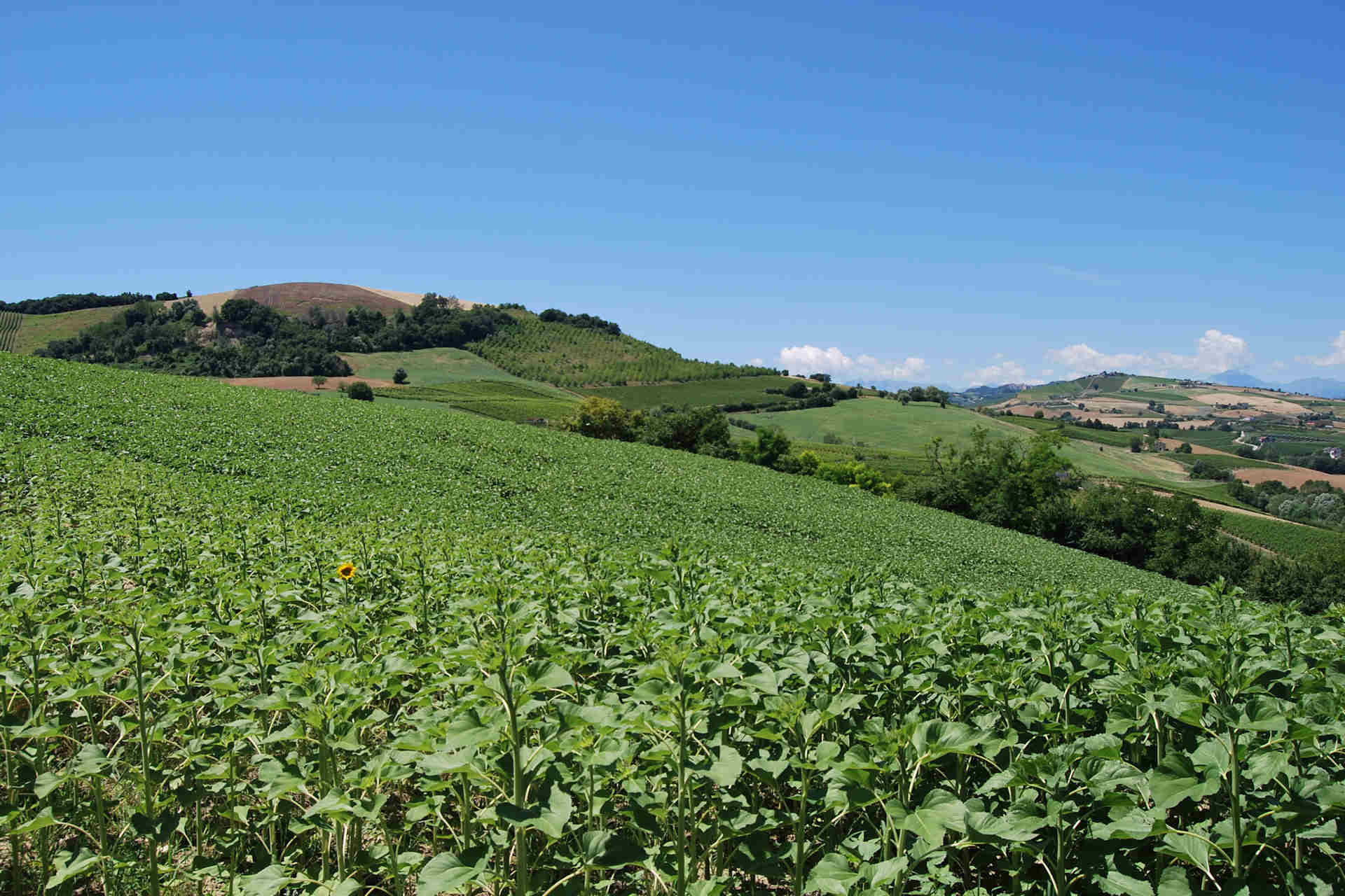 Country house near Montefiore dell'Aso