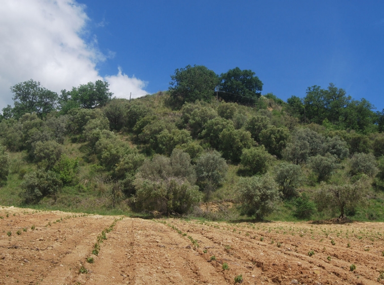 Countryhouse with 3 hectares of vines and seaview