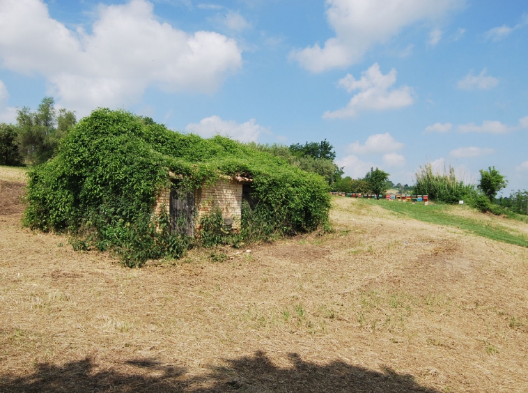 Country house with olive grove