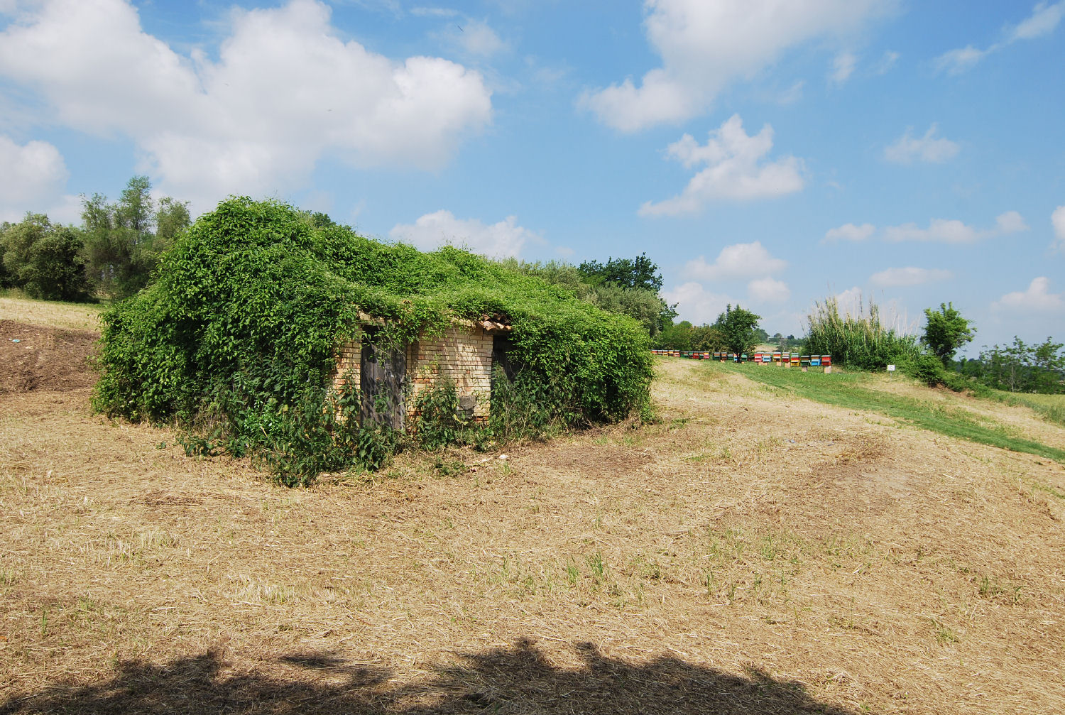 Country house with olive grove