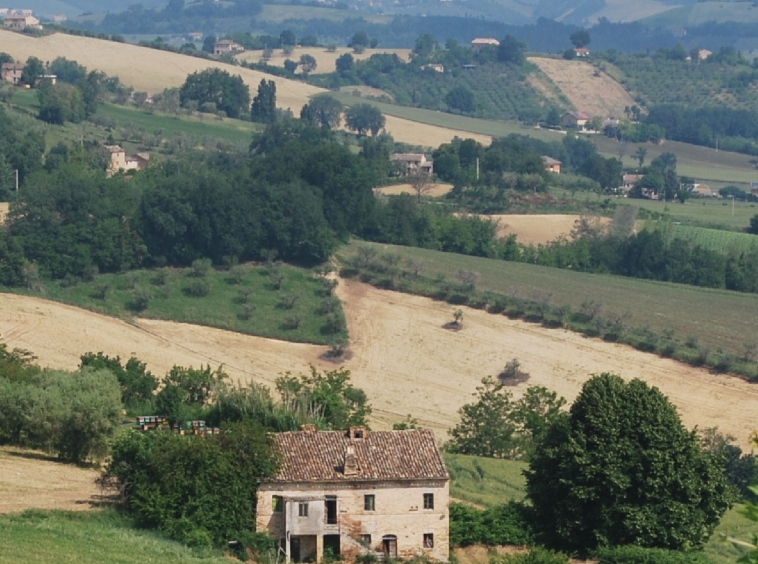 Country house with olive grove
