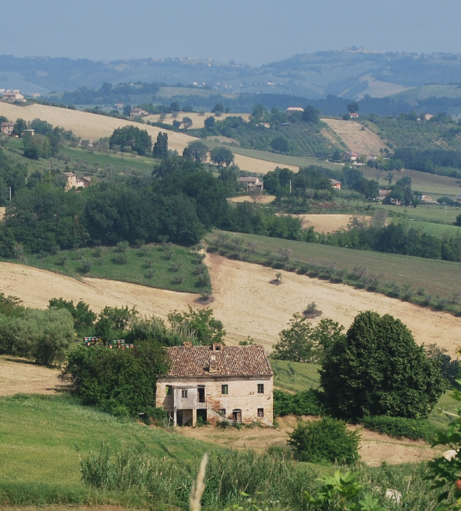 Country house with olive grove