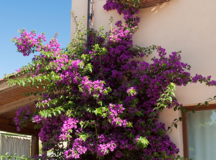 Agriturismo with campsite and organic farm.