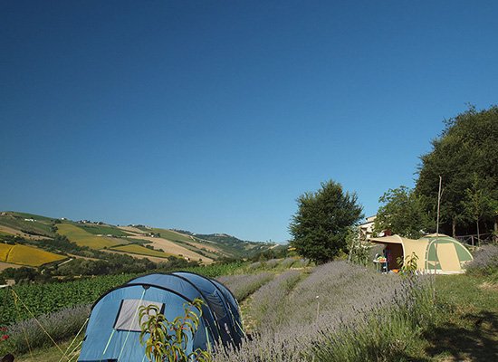 Agriturismo with campsite and organic farm.