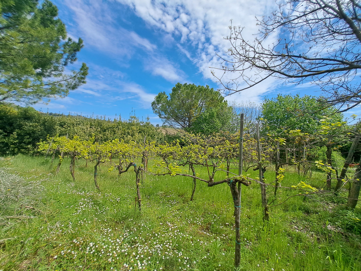 Country house in Le Marche