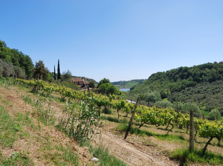 Agriturismo for sale in Le Marche