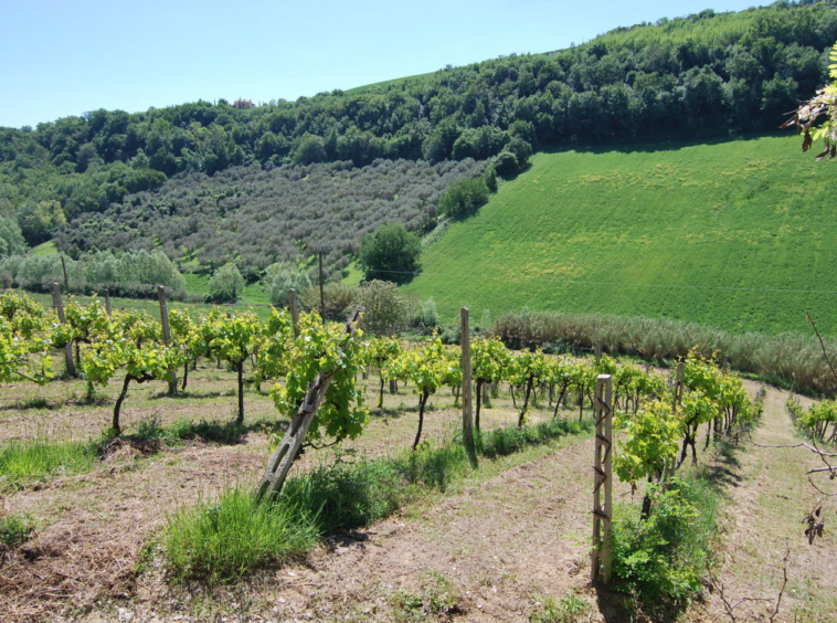 Agriturismo for sale in Le Marche