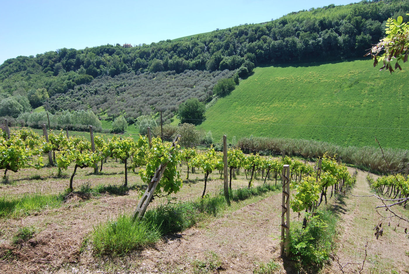 Agriturismo for sale in Le Marche