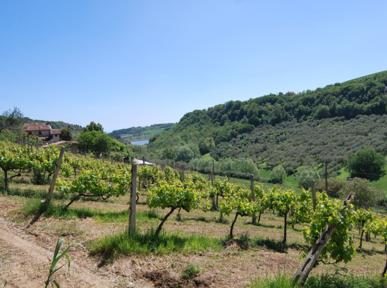 Agriturismo for sale in Le Marche