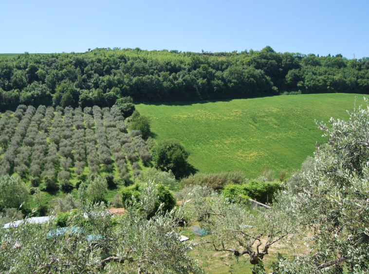 Agriturismo for sale in Le Marche