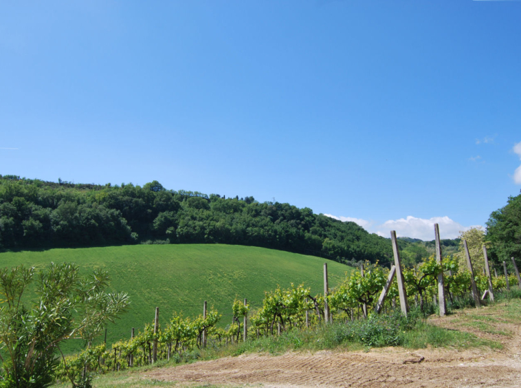 Agriturismo for sale in Le Marche