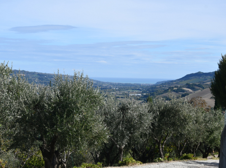 Agriturismo with sea view in Le Marche